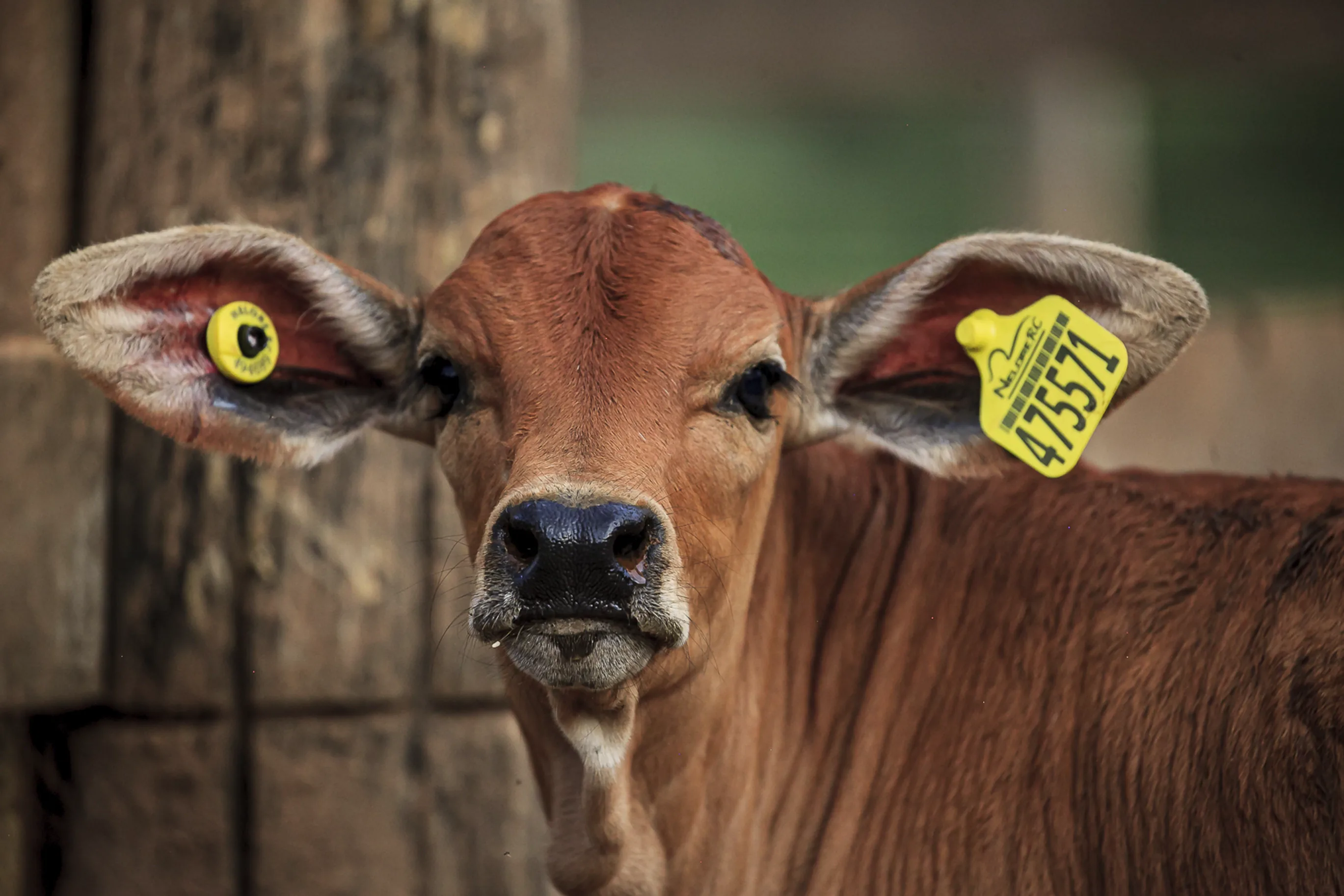 Identificador Grande Pecfort