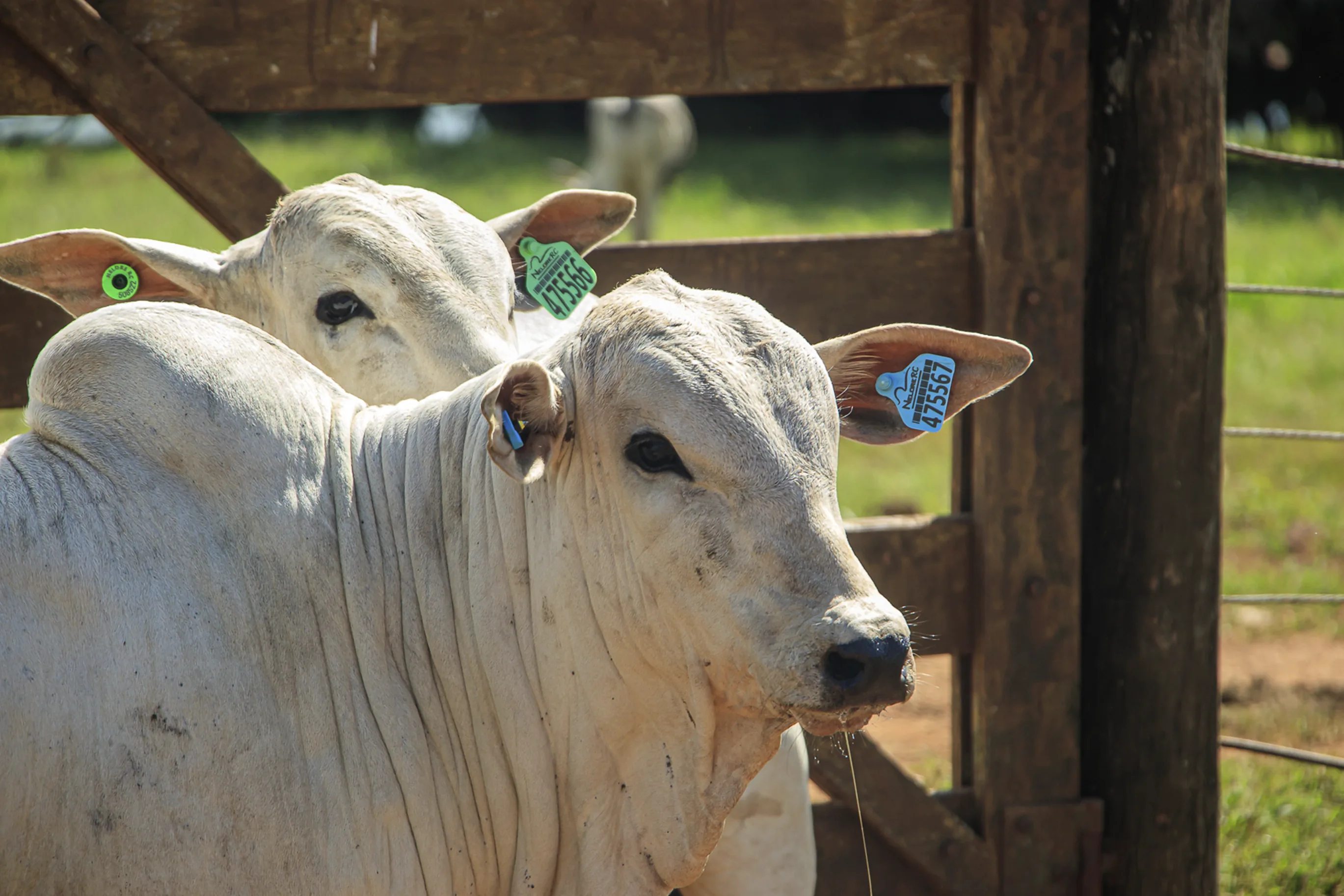 Identificador Médio Pecfort