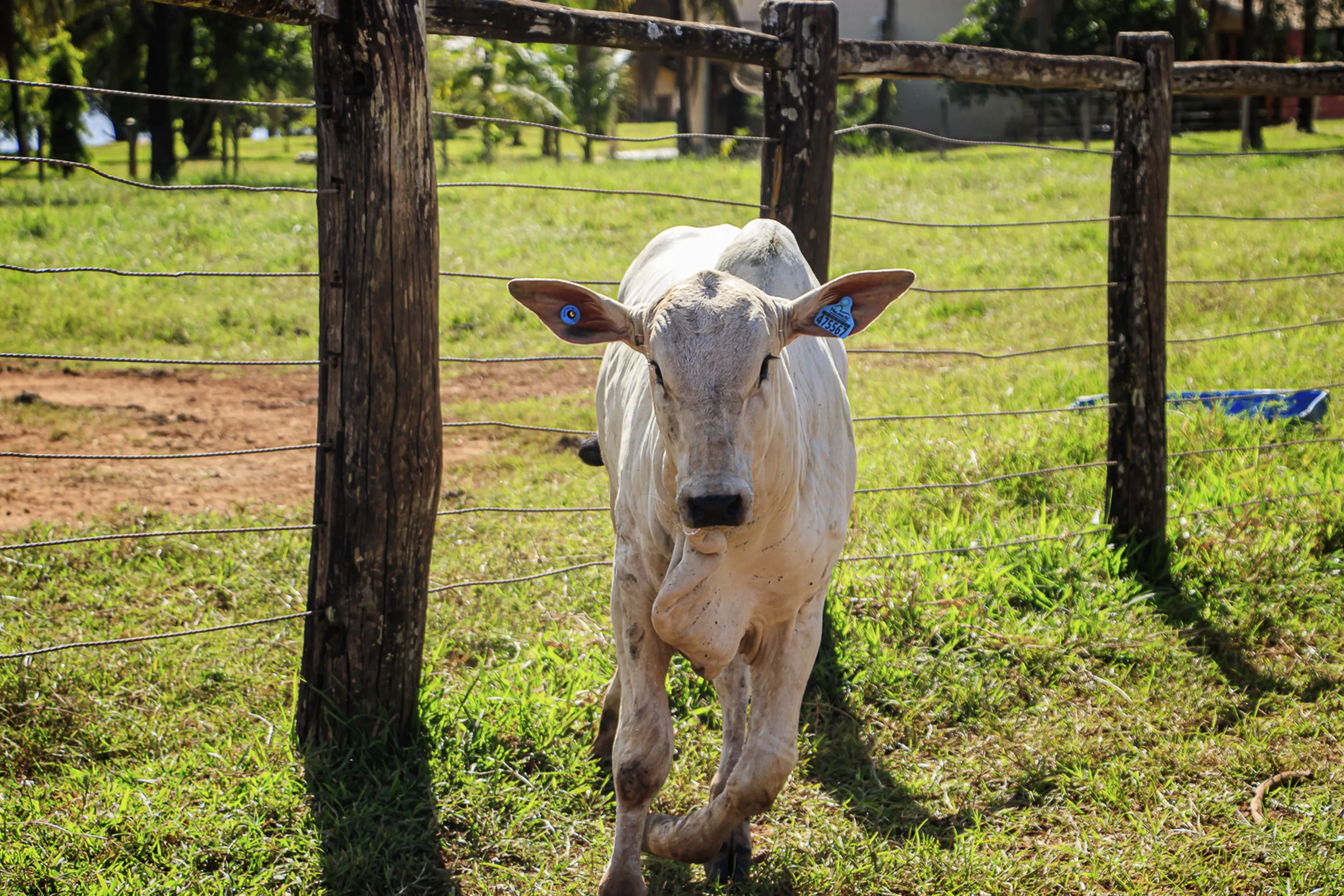 Identificador Médio Pecfort