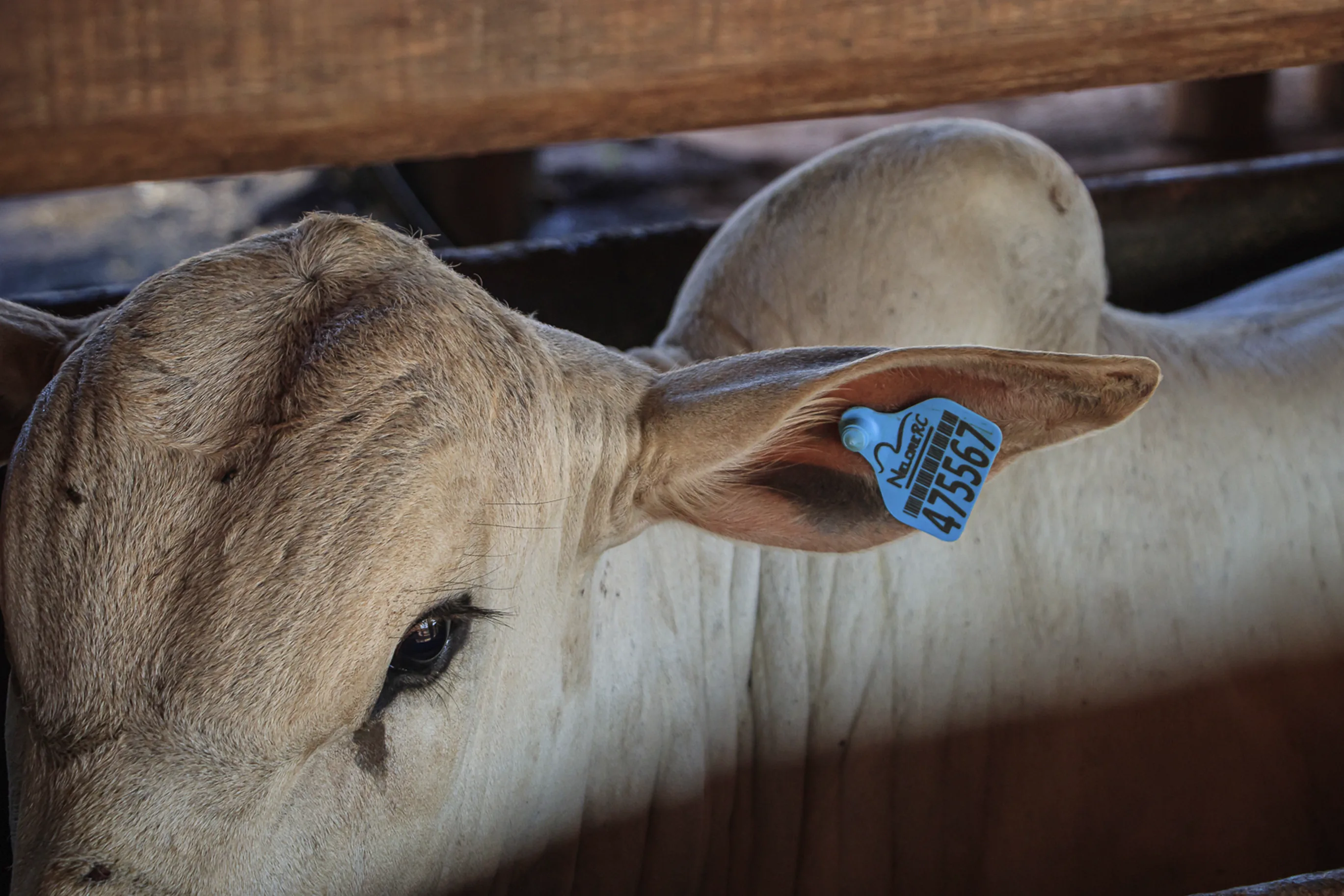 Identificador Médio Pecfort