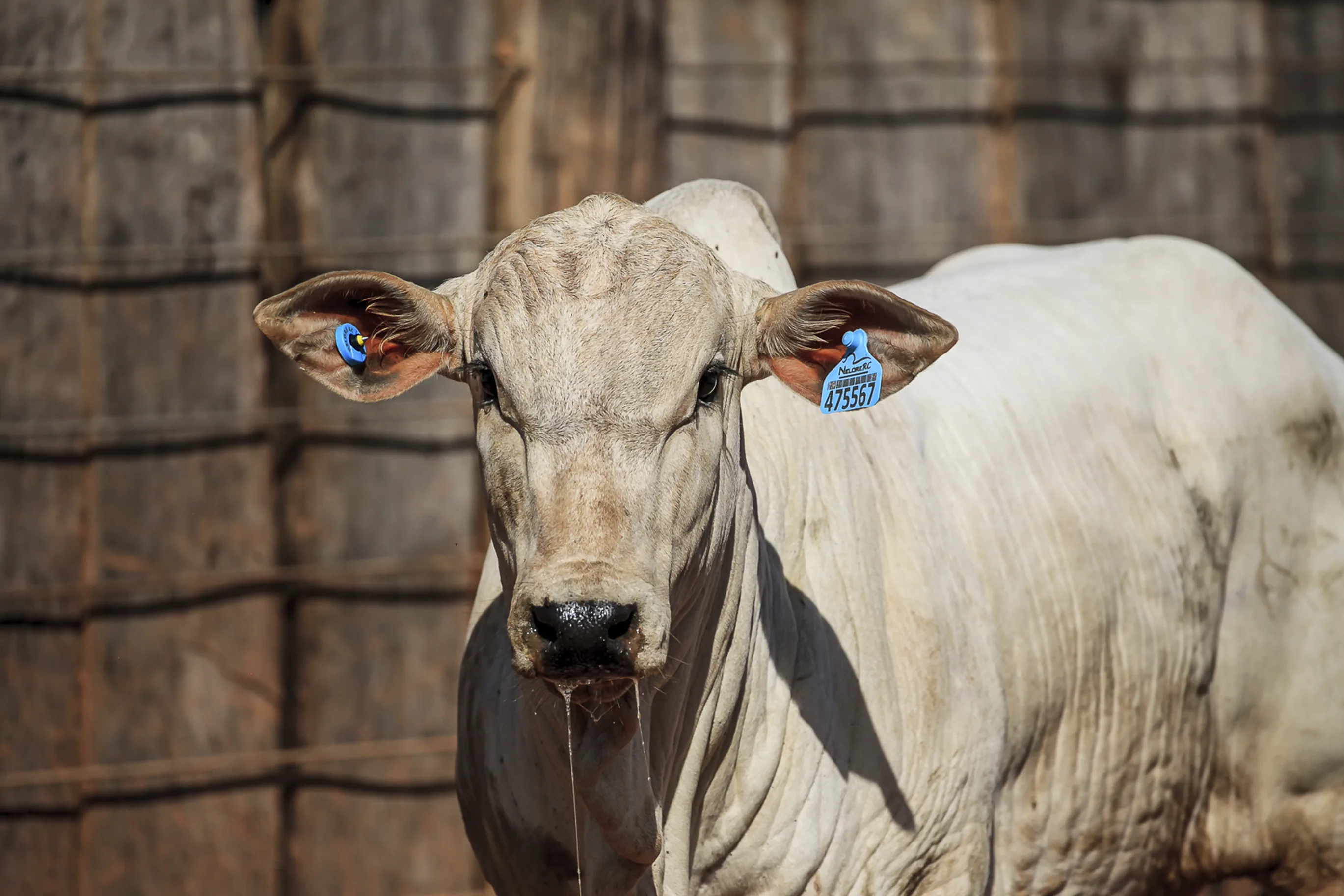 Identificador Médio Pecfort