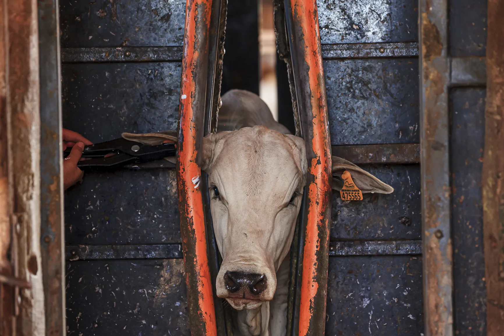 Identificador Slim Pecfort